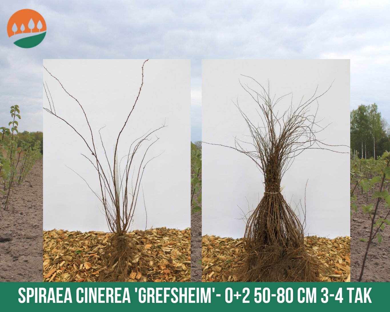 Spiraea cinerea 'Grefsheim' - 50-80 CM bare root 0/2 3-4 branche